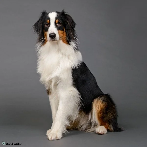 Irish Markings plus whitehead Aussie