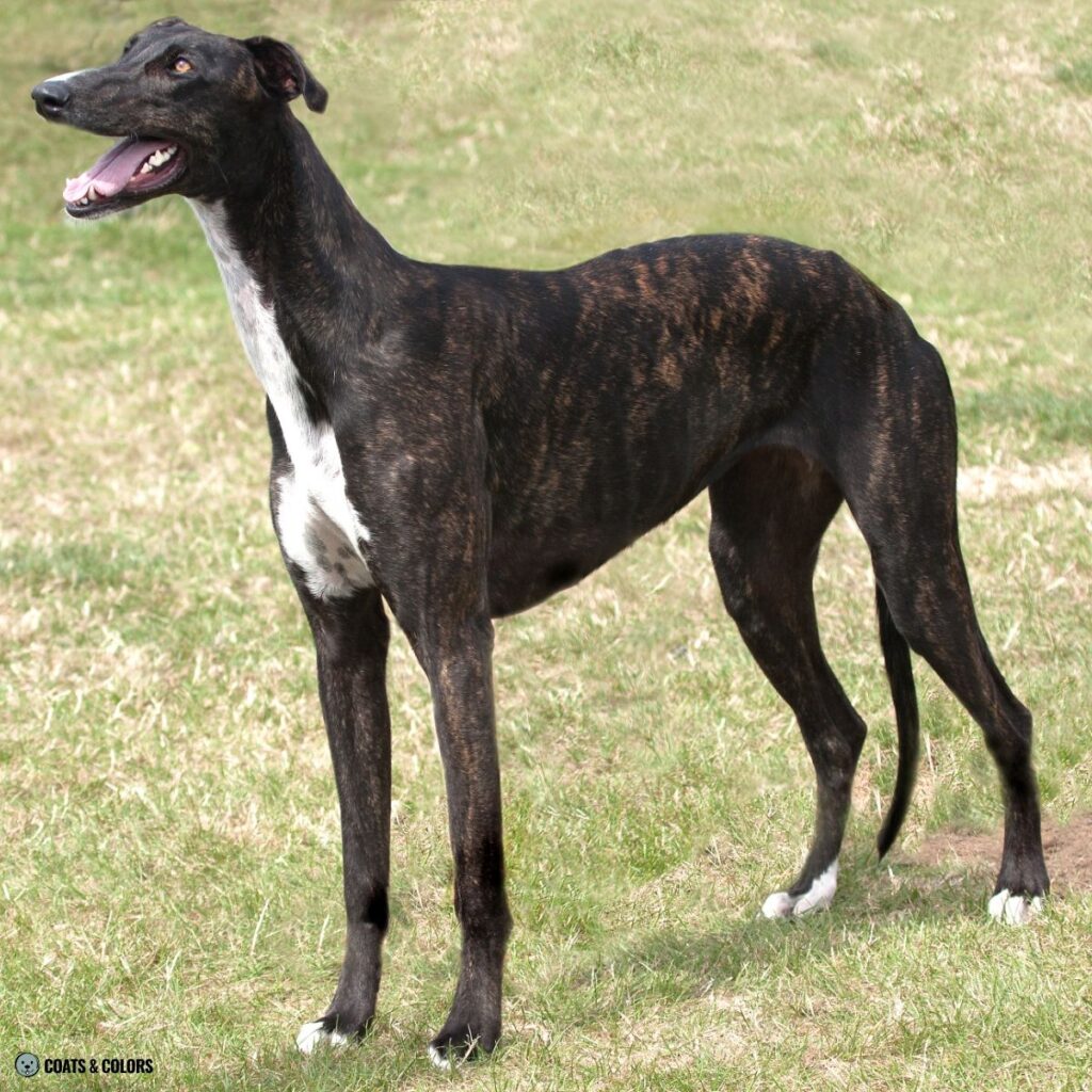 Irish Markings pseudo pattern greyhound