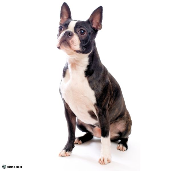 Irish Markings whitehead Boston Terrier