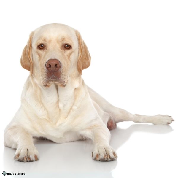 Labrador Color Chart bbee yellow dudley