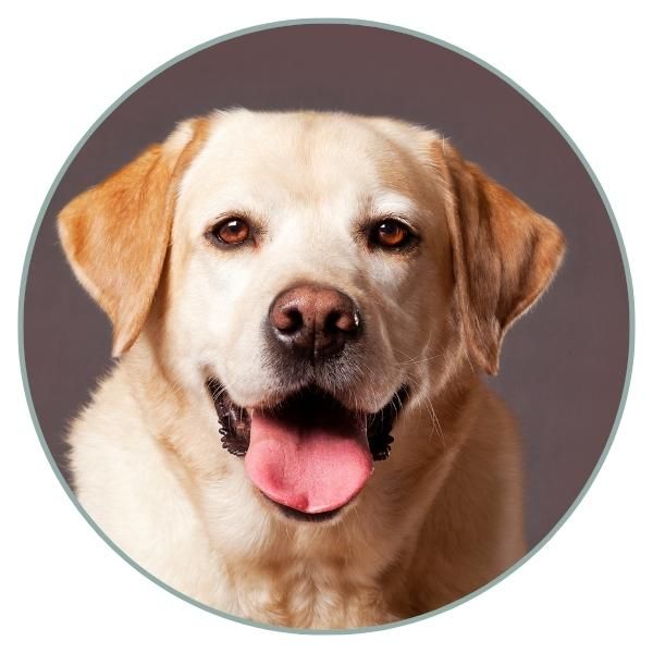 Labrador Color Chart black nosed yellow