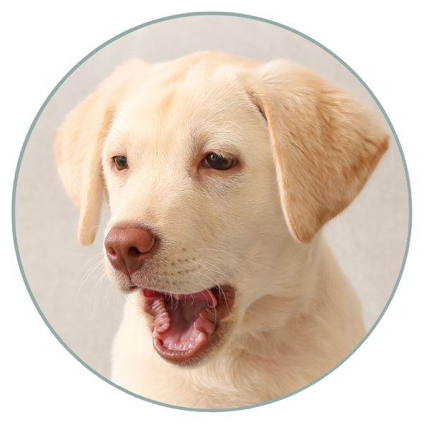 Labrador Color Chart brown based yellow fading nose