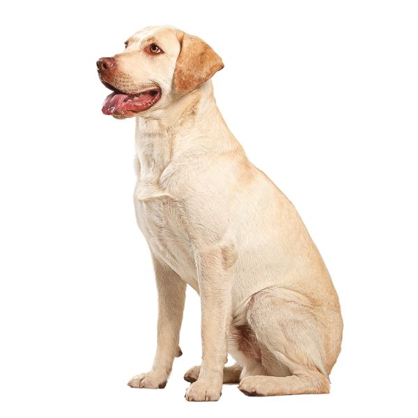 Labrador Color Chart dudley bb ee