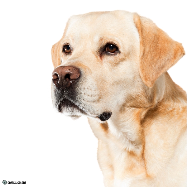 Labrador Color Chart nose and eye color black based yellow