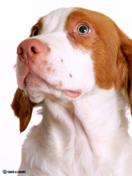 Red Coat Dogs Brittany Spaniel