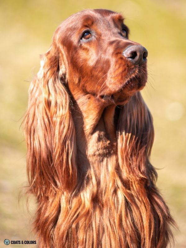 Red Coat Dogs Iirsh Red Setter
