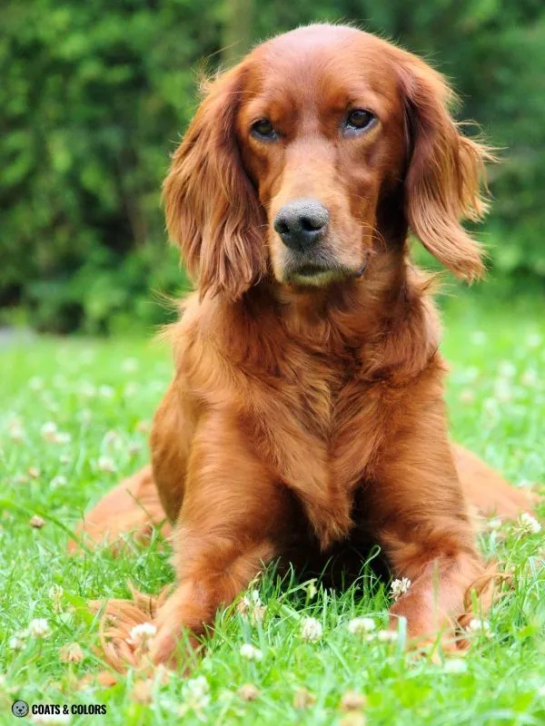 Red Coat Dogs Irish Red Setter