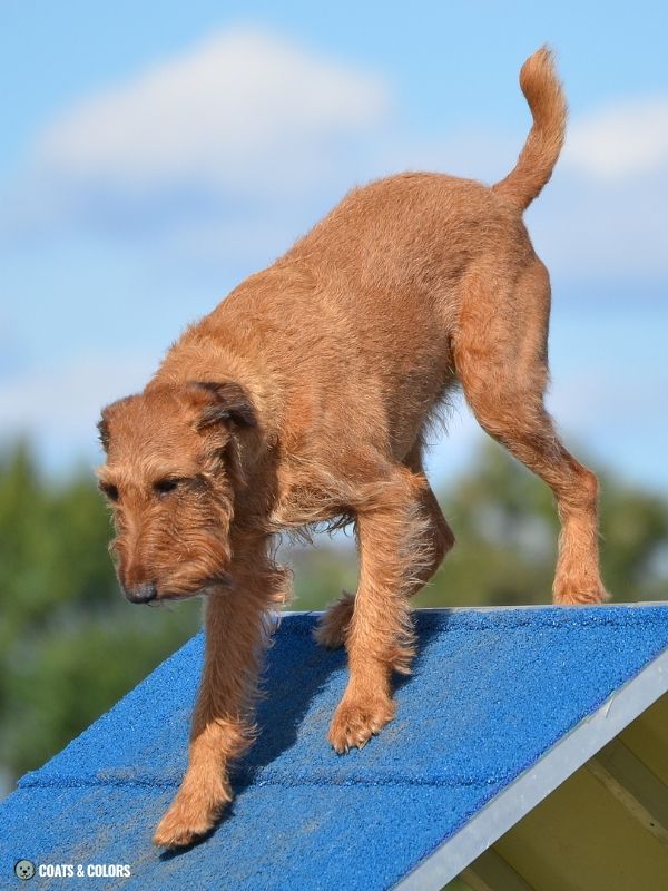 Red Coat Dogs Irish Terrier