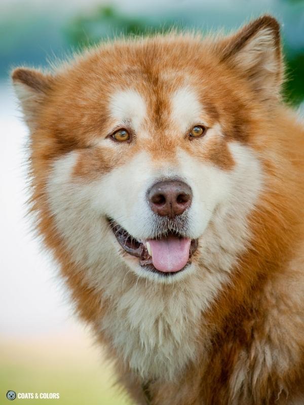 Red Coat Dogs Nordic Breeds 1