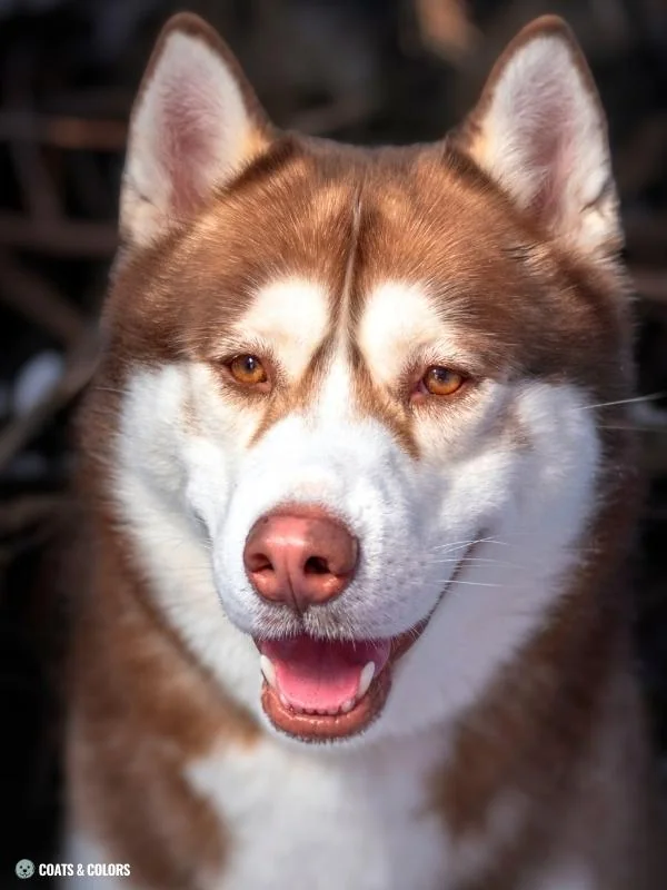 Red Coat Dogs Nordic Breeds 2