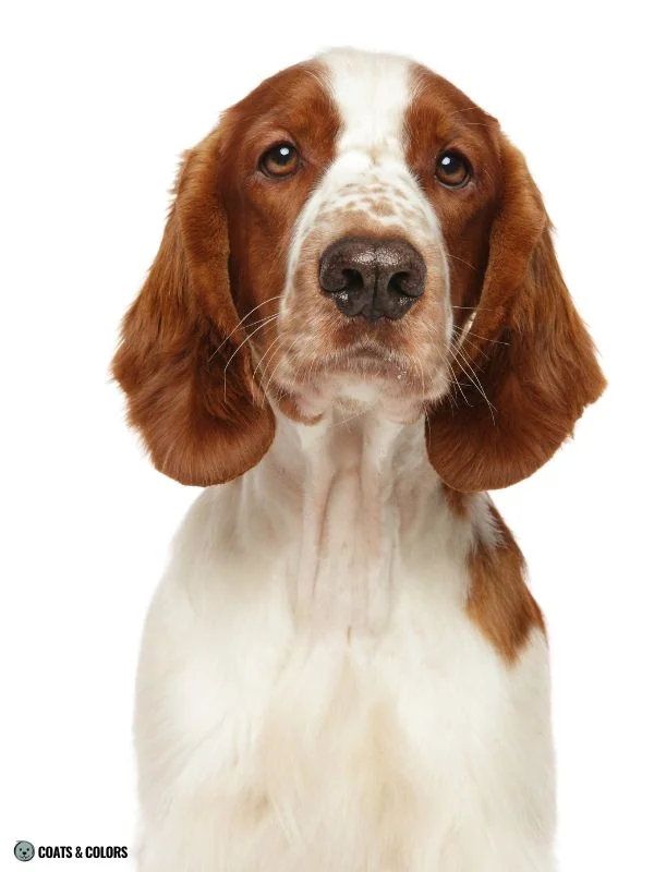 Red Coat Dogs Welsh Springer Spaniel