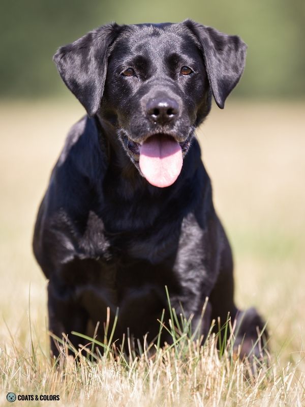 Red Coat Dogs black eumelanin