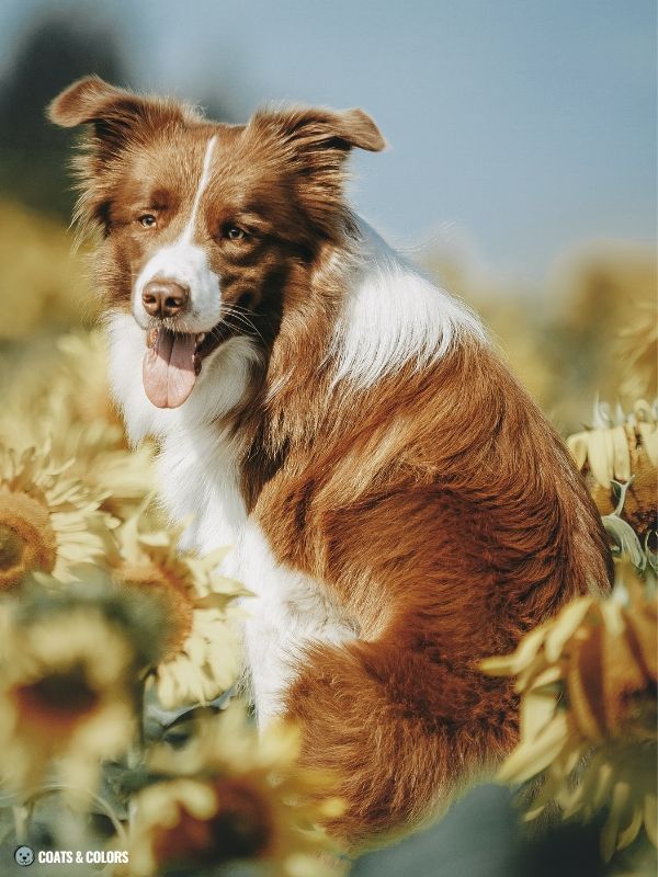 Red Coat Dogs brown Border Collie