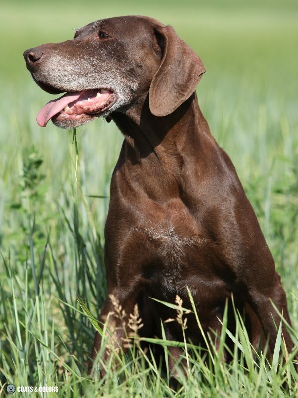 Red Coat Dogs brown German Shorthaired Pointer