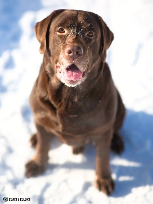 Red Coat Dogs brown eumelanin