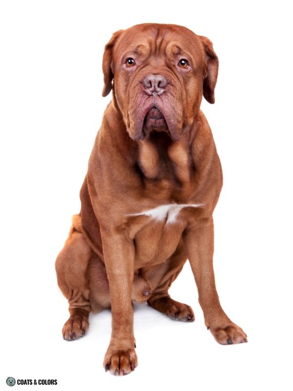 Red Coat Dogs brown nosed red brown sable Dogue de