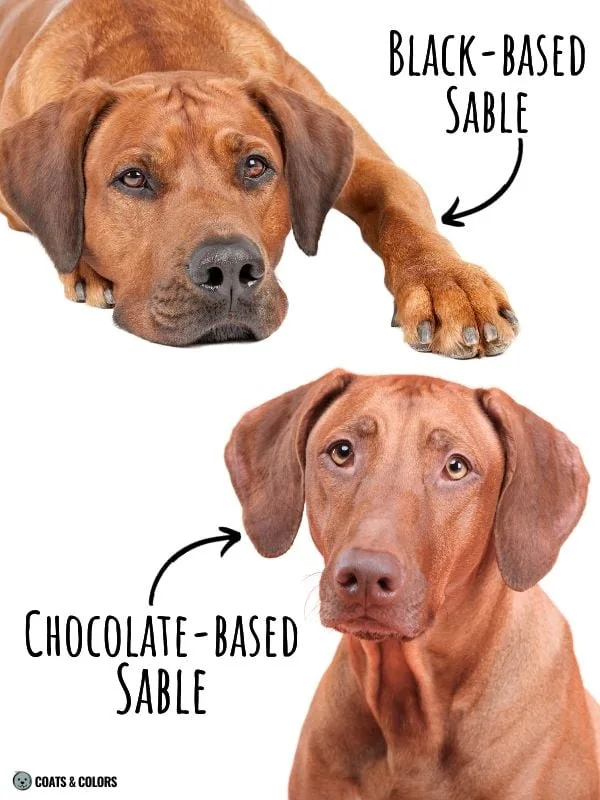 Red Coat Dogs brown or black nose in red dogs example sable