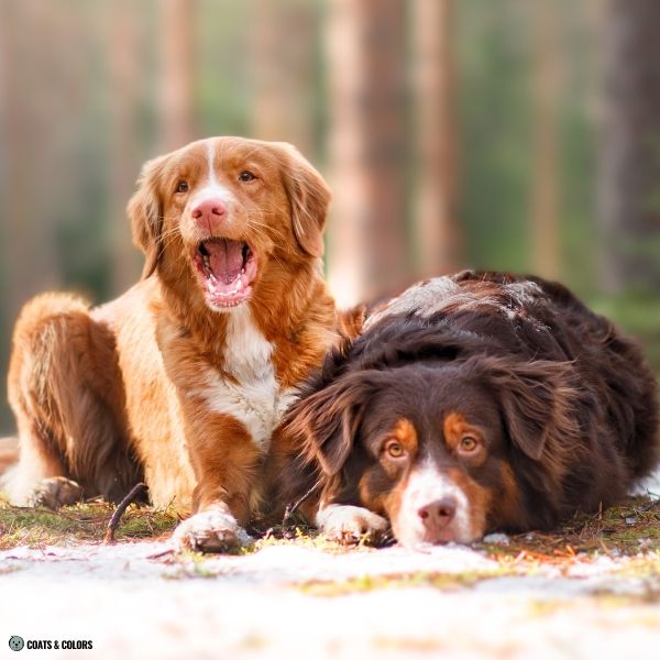 Dogs with shop red coats