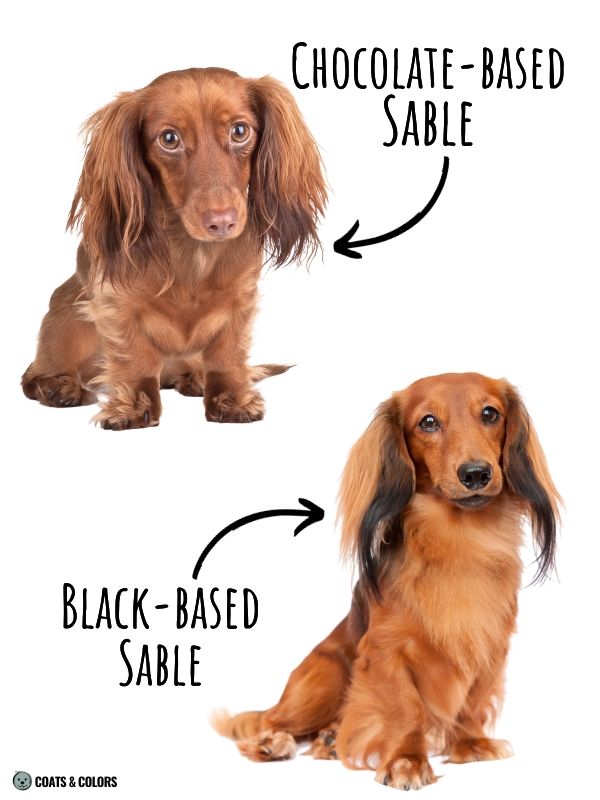 Red Coat Dogs brown vs black sable in red Dachshunds