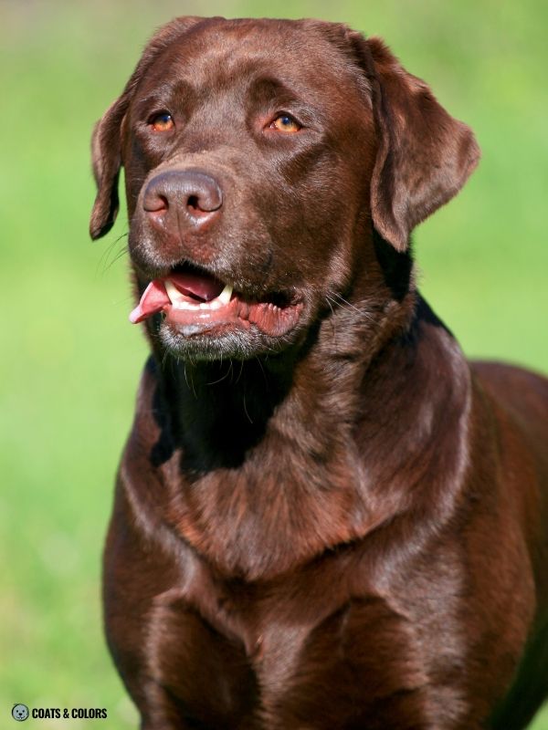 Red Coat Dogs chocolate Labrador