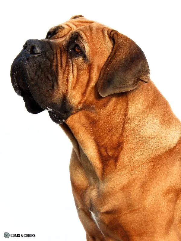 Red Coat Dogs red Mastiff