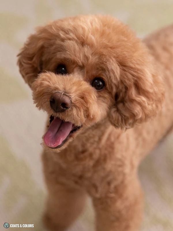 Red Coat Dogs red Poodle