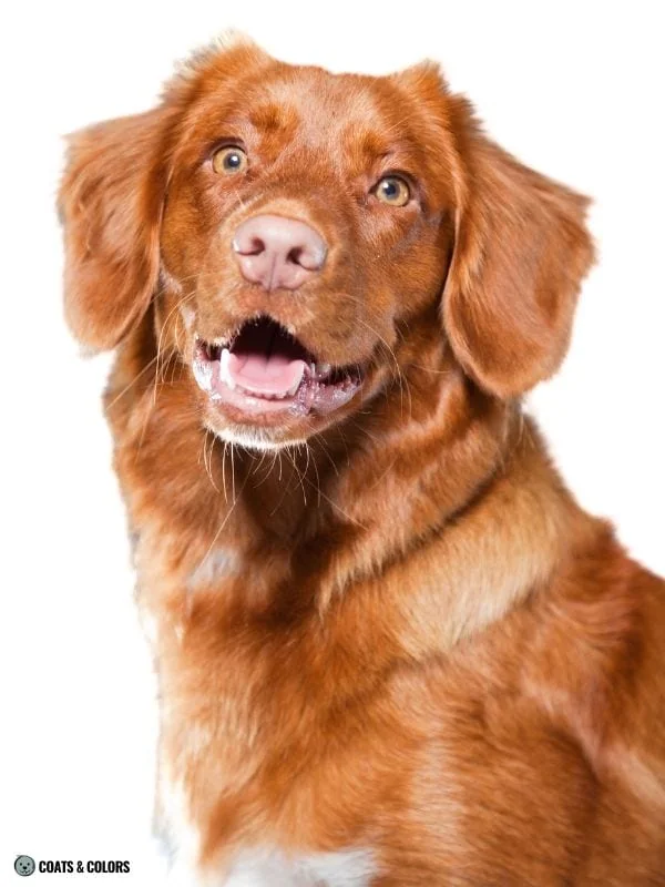 Red Coat Dogs red Toller