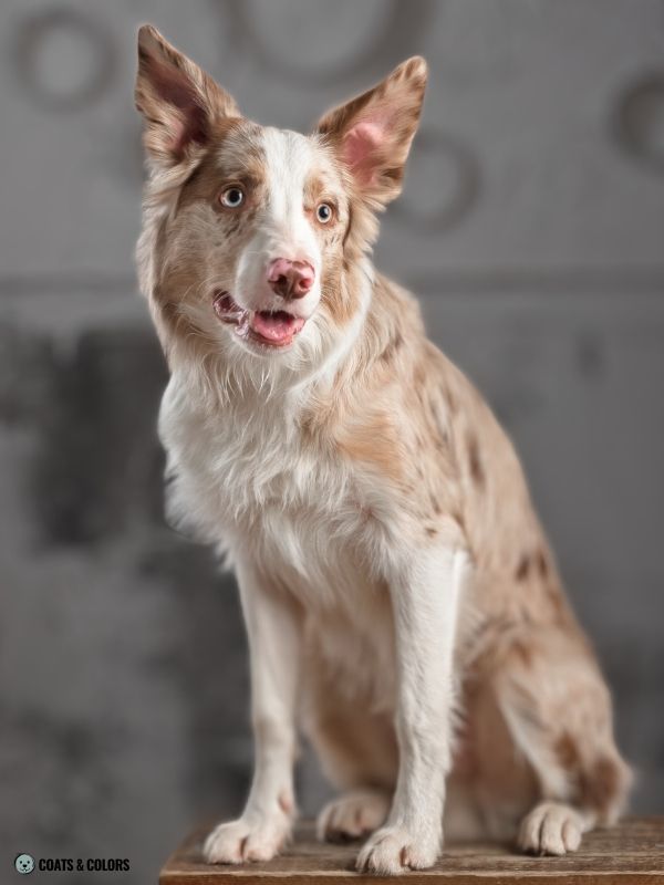 Dogs with red outlet coats