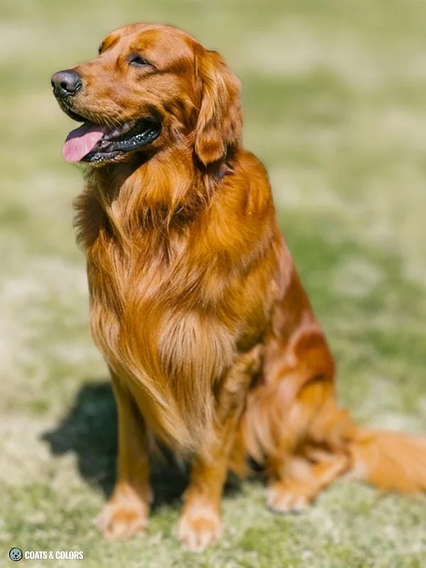 Red Coat Dogs red phaeomelanin