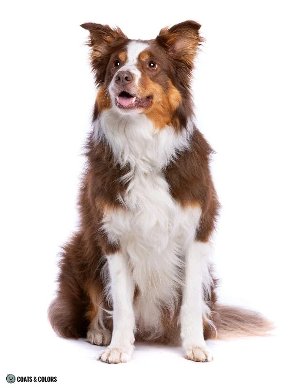 Red Coat Dogs red tri
