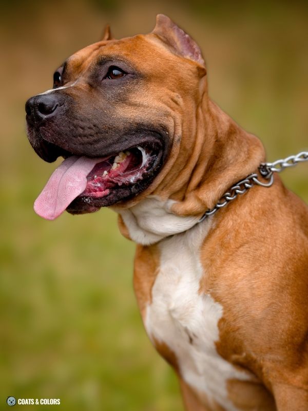 Red Coat Dogs sable AmStaff