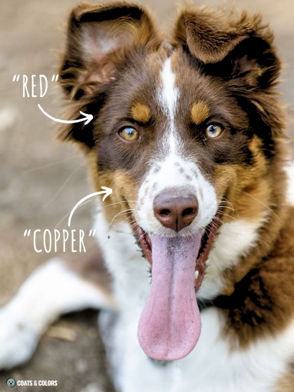 Red Coat Dogs terminology example Aussie