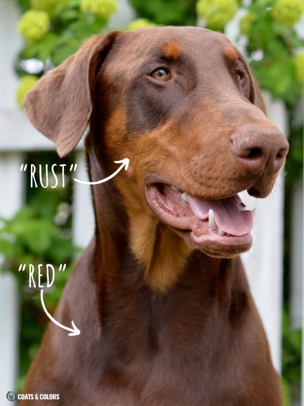 Red Coat Dogs terminology example Doberman