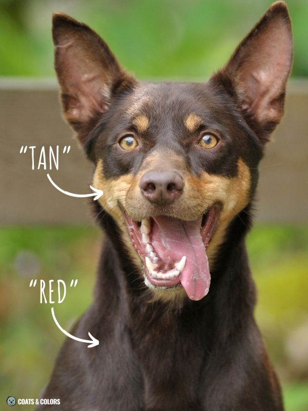 Red Coat Dogs terminology example Kelpie