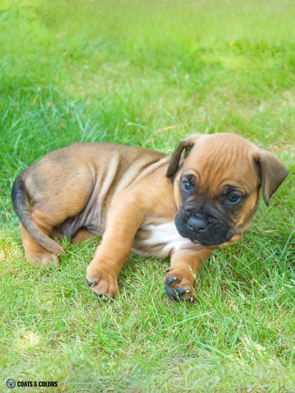 fawn Boxer puppy shading