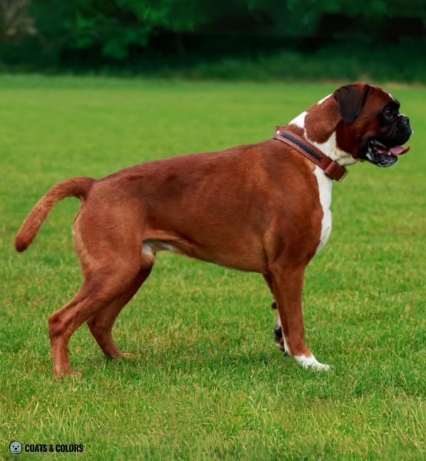 fawn Boxer red