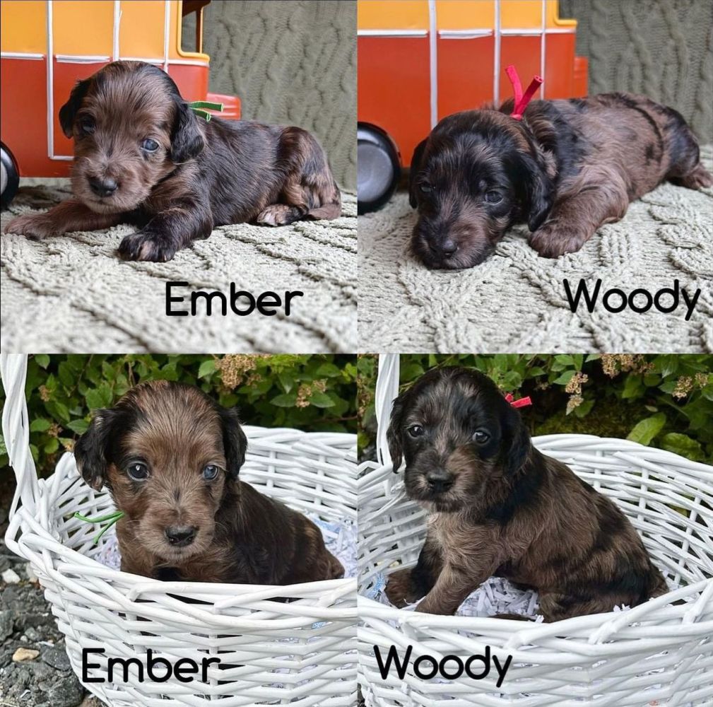 seal merle pups BlackSpruce Aussiedoodles