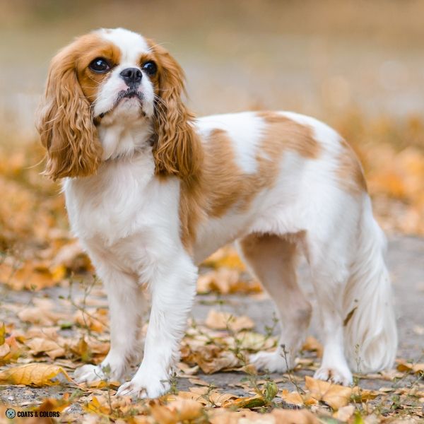 Cavalier King Charles Spaniel Color Chart Ruby Patches