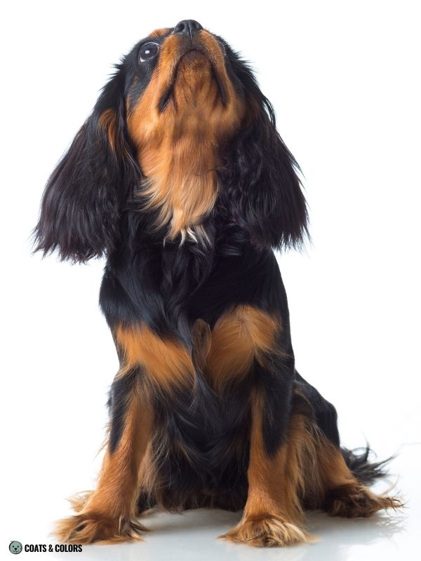 Cavalier King Charles Spaniel Color Chart black and tan