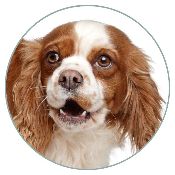 Cavalier King Charles Spaniel Color Chart faded black nose