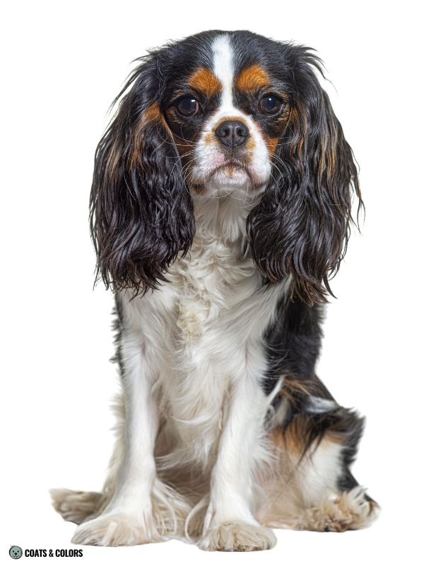 Cavalier King Charles Spaniel Color Chart markings tricolor