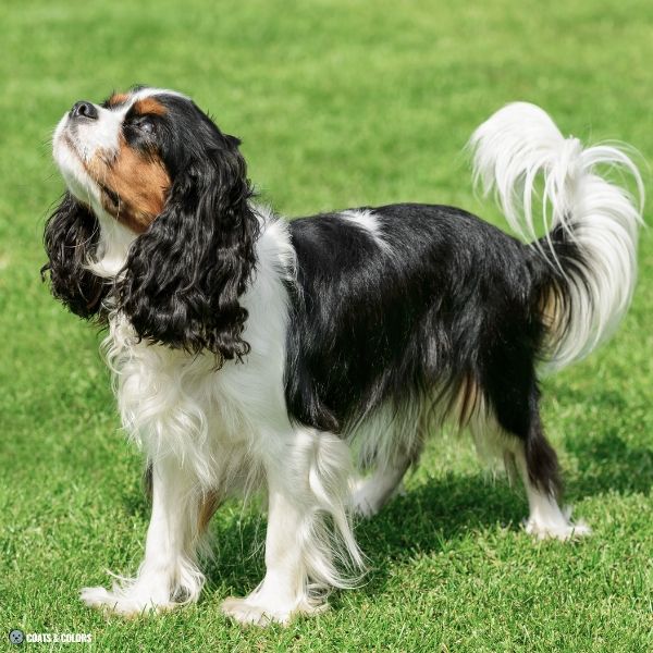 Cavalier King Charles Spaniel Color Chart parti spotting