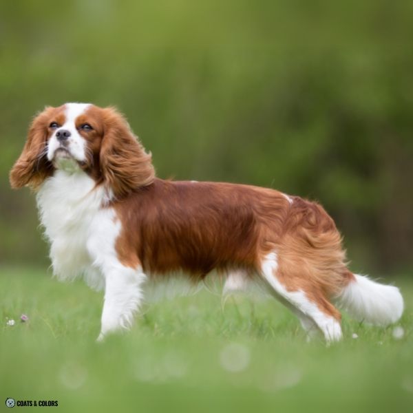 Cavalier King Charles Spaniel Color Chart pattern