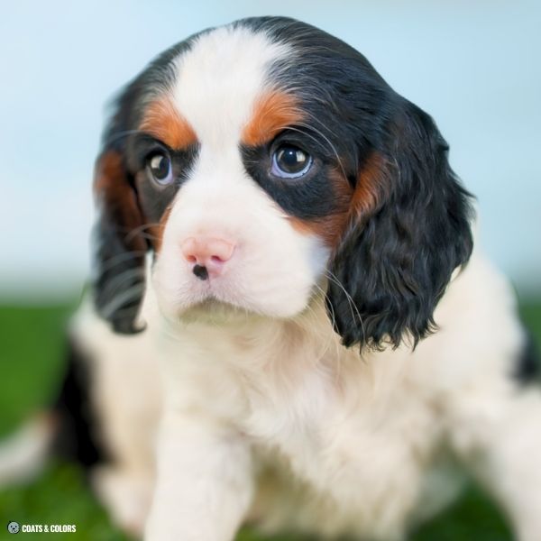 Cavalier King Charles Spaniel Color Chart pink nose puppy