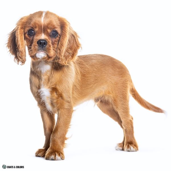 Cavalier King Charles Spaniel Color Chart thin blaze on almost solid dog