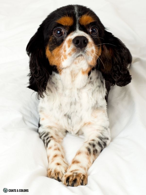 Cavalier King Charles Spaniel Color Chart ticking