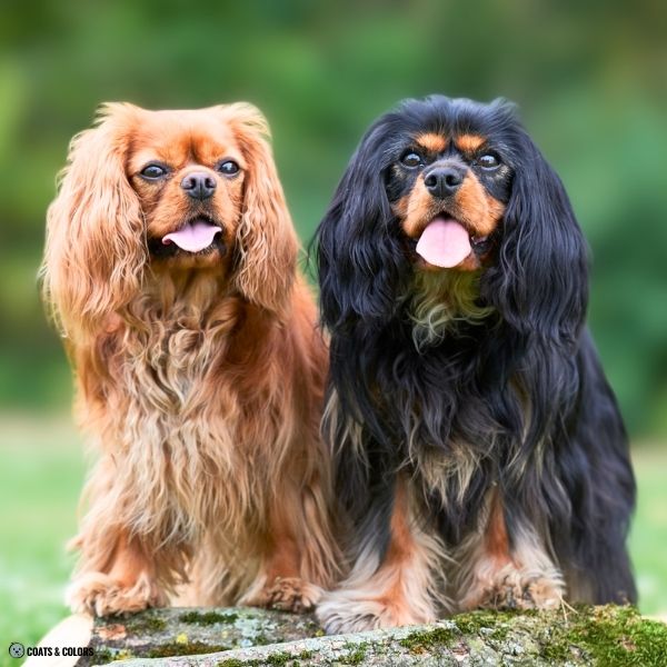 Cavalier King Charles Spaniel Color Chart whole colors