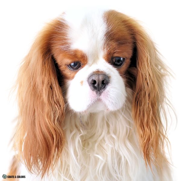Cavalier King Charles Spaniel Color Chart wide crooked blaze