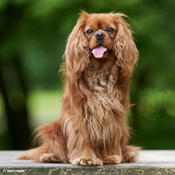 Cavalier King Charles Spaniel Color Chart ruby