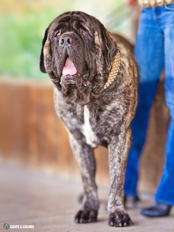 English Mastiff Color Chart brindle white chest patch